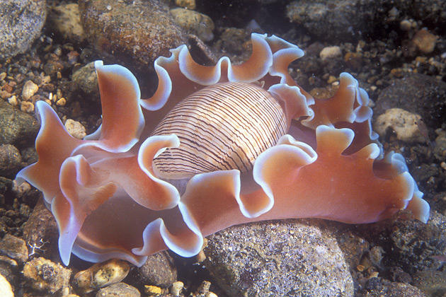 Hydatina physis